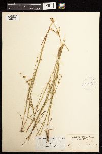 Juncus acuminatus image