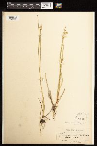 Juncus acuminatus image