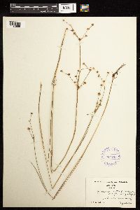 Juncus acuminatus image