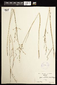 Juncus acuminatus image