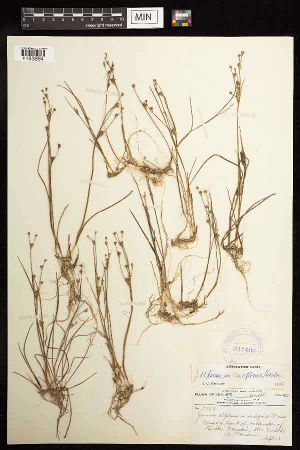 Juncus alpinoarticulatus image