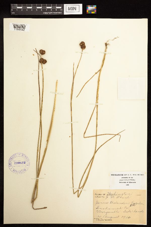Juncus bolanderi image