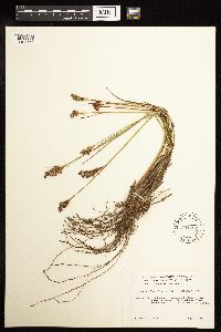 Juncus brevicaudatus image