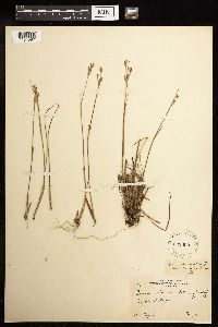 Juncus brevicaudatus image