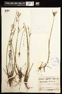 Juncus brevicaudatus image