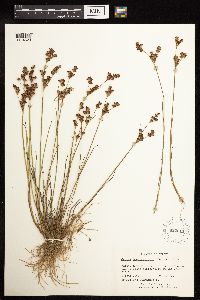 Juncus brevicaudatus image