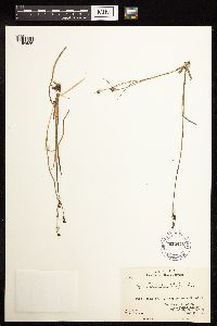 Juncus brevicaudatus image