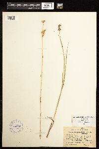 Juncus brevicaudatus image