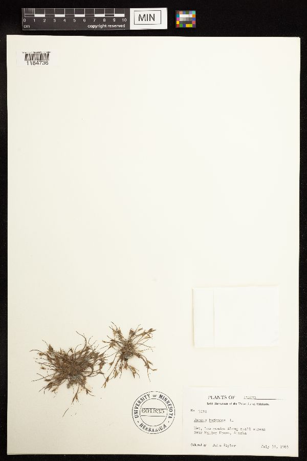 Juncus bufonius image