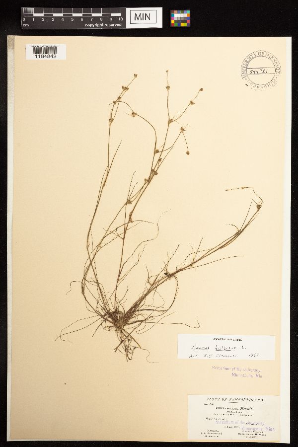 Juncus bulbosus image