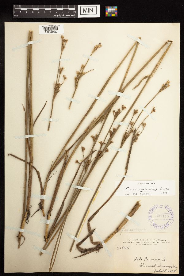 Juncus caesariensis image