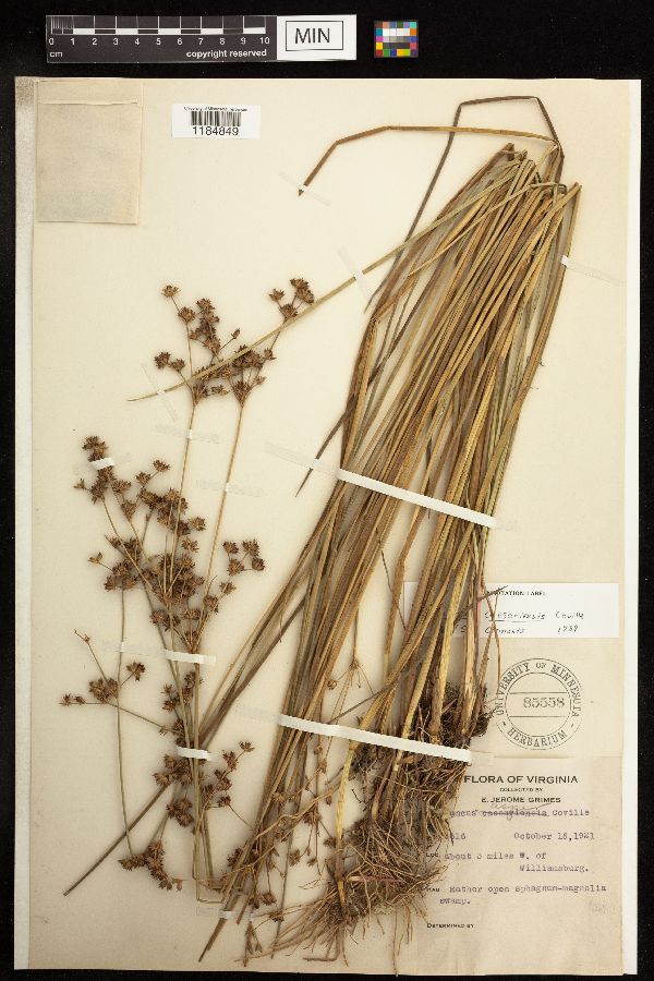 Juncus caesariensis image
