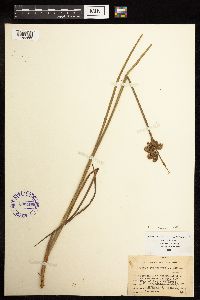 Juncus canadensis image