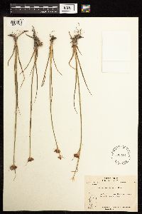 Juncus castaneus image