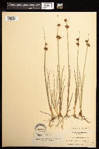 Juncus castaneus image