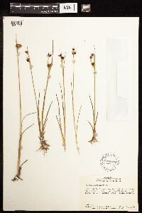 Juncus castaneus image