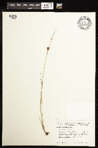 Juncus castaneus image