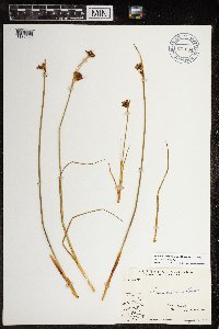 Juncus castaneus image