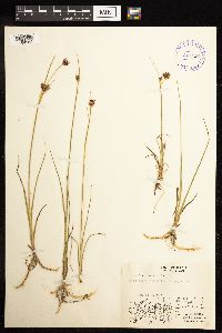 Juncus castaneus image