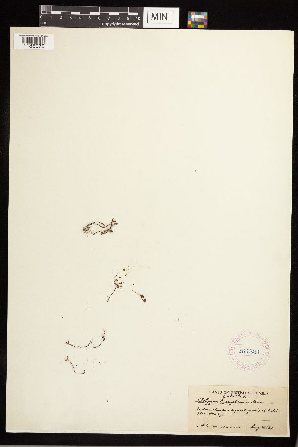 Polygonum engelmannii image