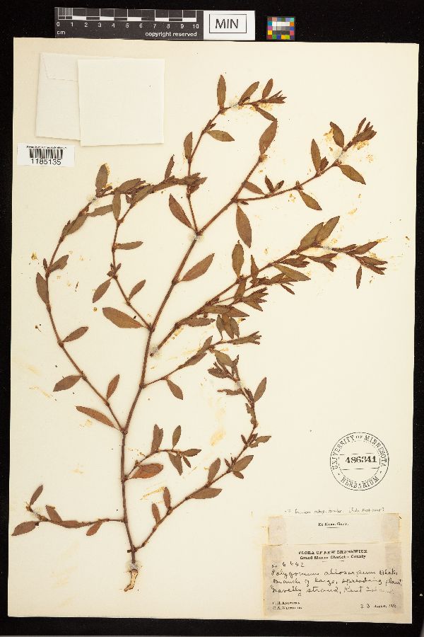 Polygonum fowleri subsp. fowleri image