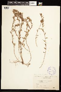 Polygonum fowleri subsp. hudsonianum image