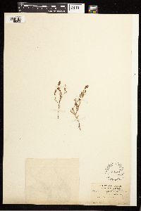 Polygonum paronychia image