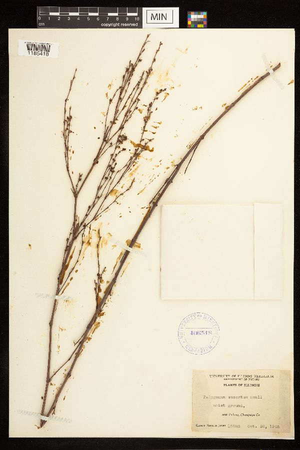 Polygonum ramosissimum subsp. ramosissimum image