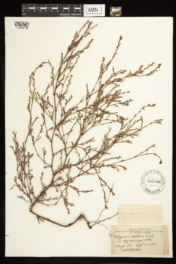 Polygonum ramosissimum subsp. ramosissimum image