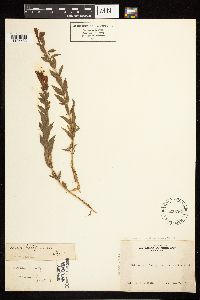 Epilobium canum subsp. angustifolium image