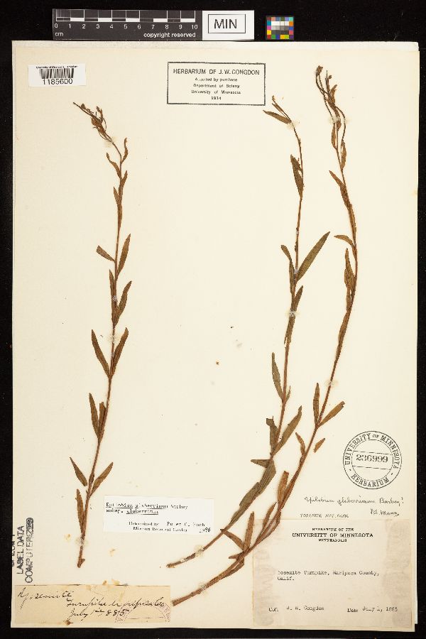 Epilobium glaberrimum image