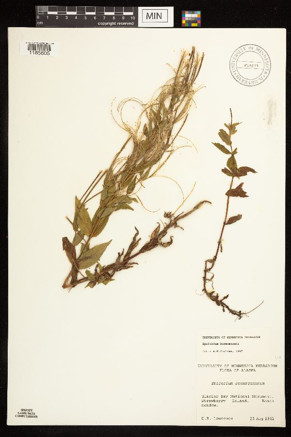 Epilobium hornemannii image