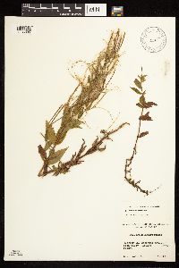 Image of Epilobium hornemannii