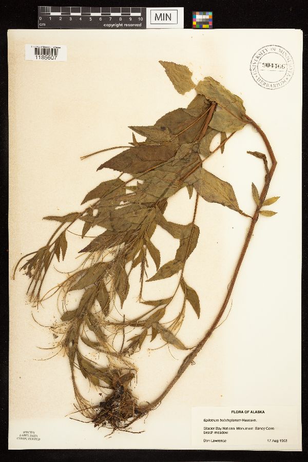 Epilobium behringianum image