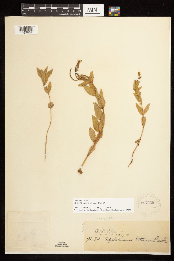 Epilobium luteum image