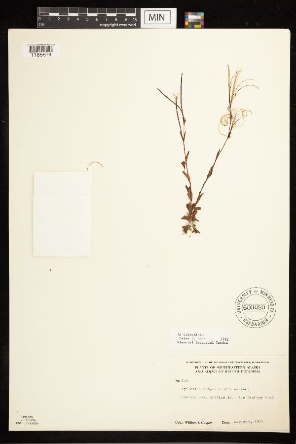 Epilobium anagallidifolium image