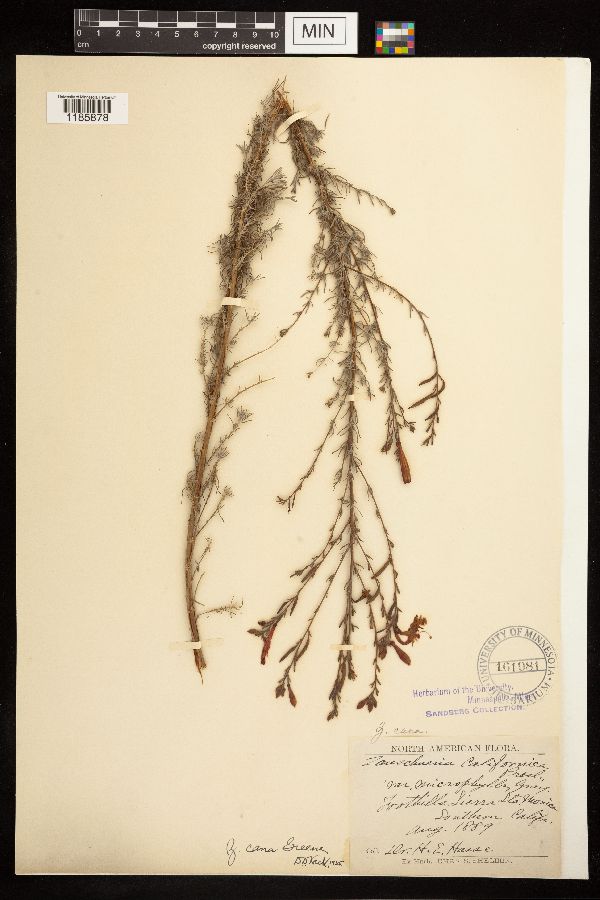 Epilobium canum subsp. canum image