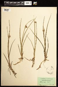 Juncus castaneus image