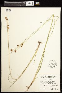 Juncus castaneus image