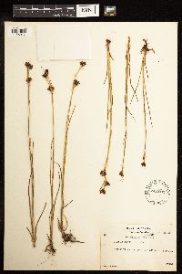 Juncus castaneus image