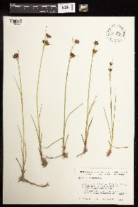 Juncus castaneus image