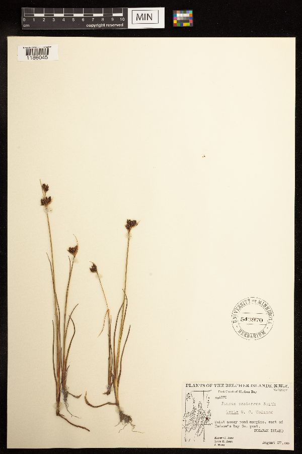 Juncus castaneus image