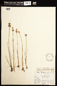 Juncus castaneus image