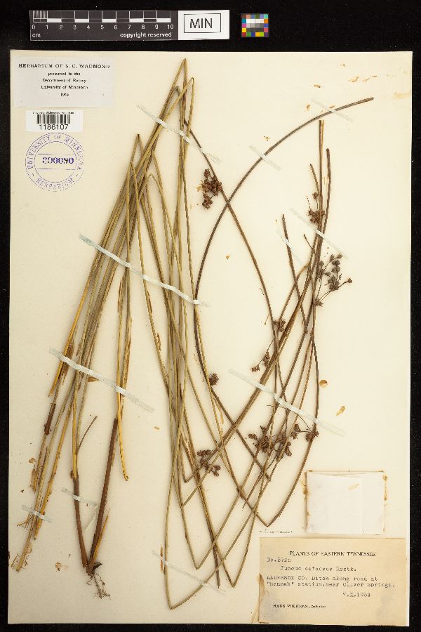 Juncus coriaceus image