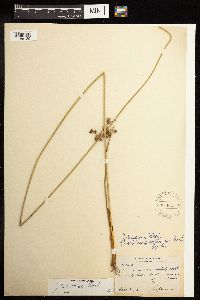 Juncus coriaceus image