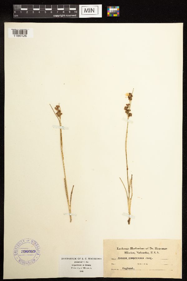 Juncus compressus image