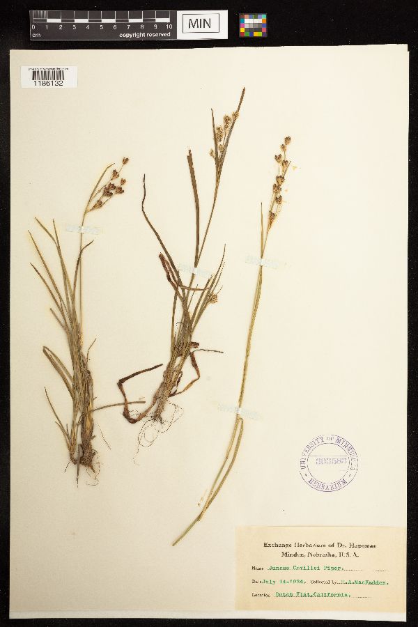 Juncus covillei image