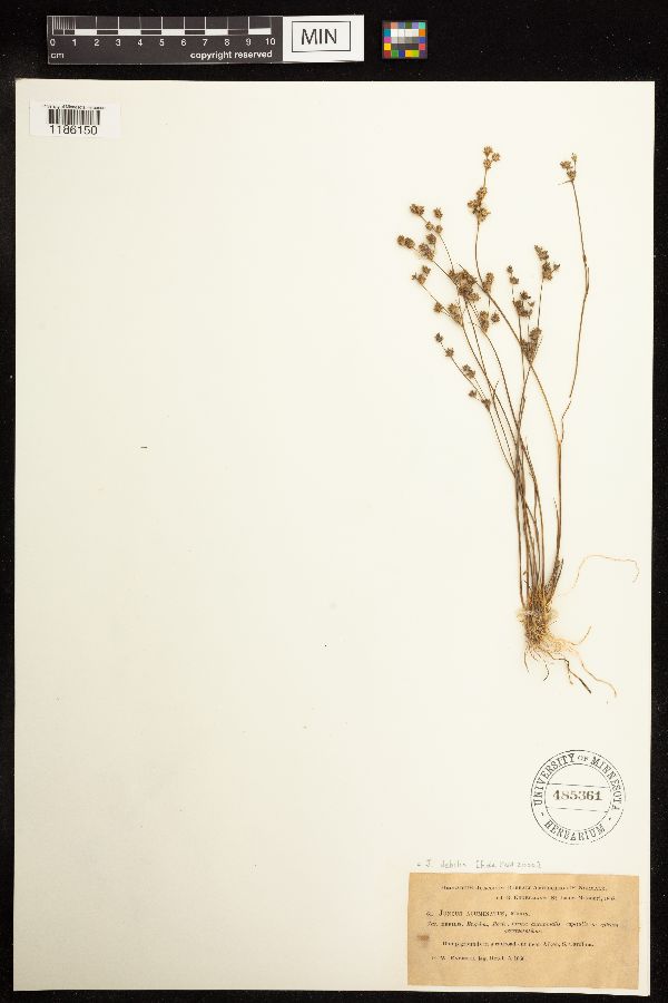 Juncus debilis image