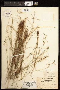 Juncus dichotomus image