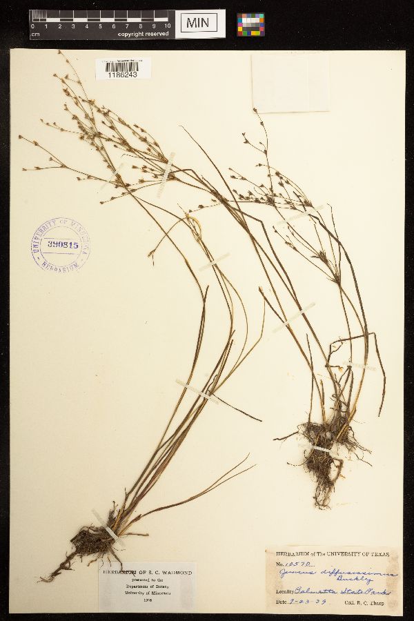 Juncus diffusissimus image